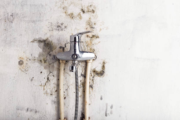 Best Mold Removal Process  in Maury, NC