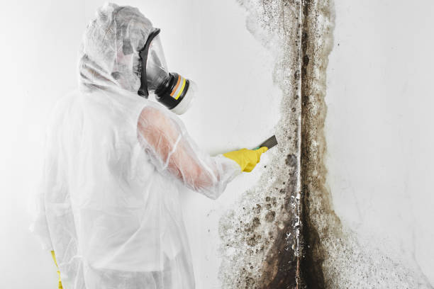 Best Mold Testing  in Maury, NC