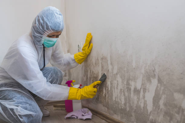 Best Toxic Mold Removal  in Maury, NC