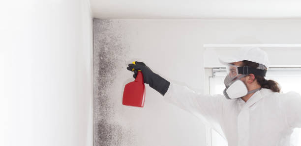 Best Fast Mold Removal  in Maury, NC