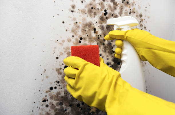 Best Commercial Mold Removal  in Maury, NC