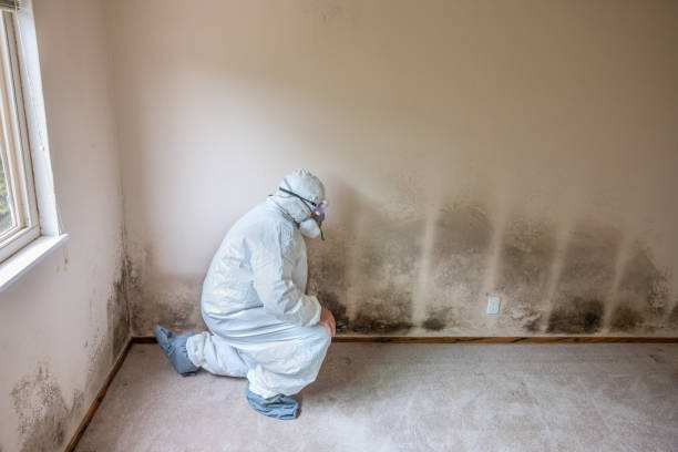 Best Best Mold Removal Companies  in Maury, NC