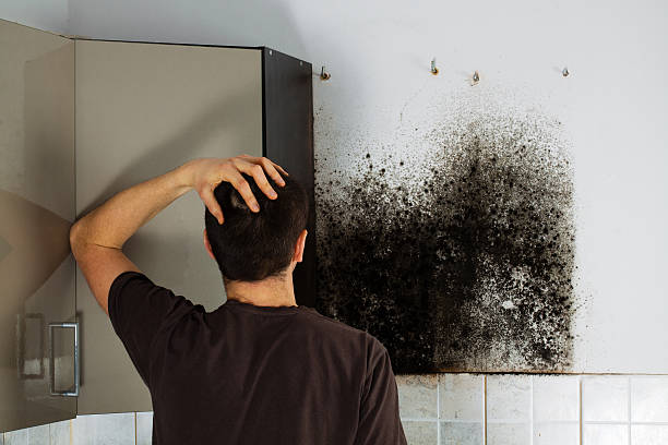 Best Mold Remediation  in Maury, NC