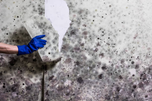 Trusted Maury, NC Mold Removal Experts